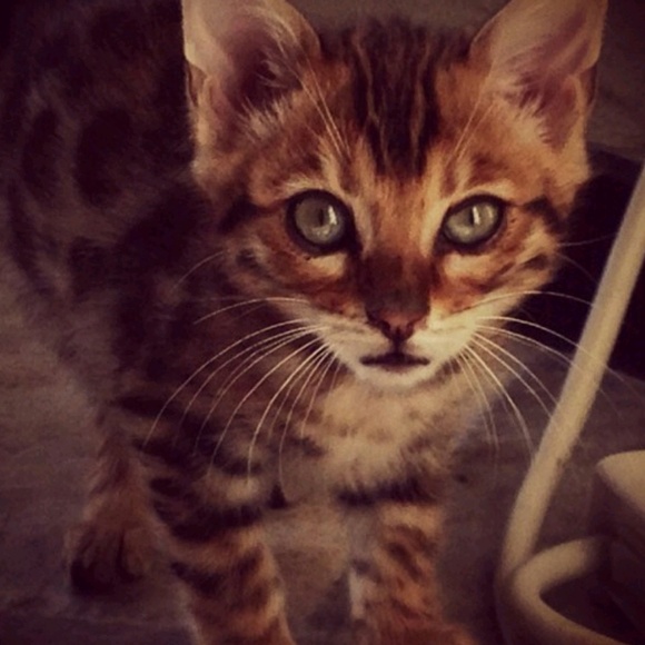 Meet your Posher, Mackenzie - Picture 1 of 1